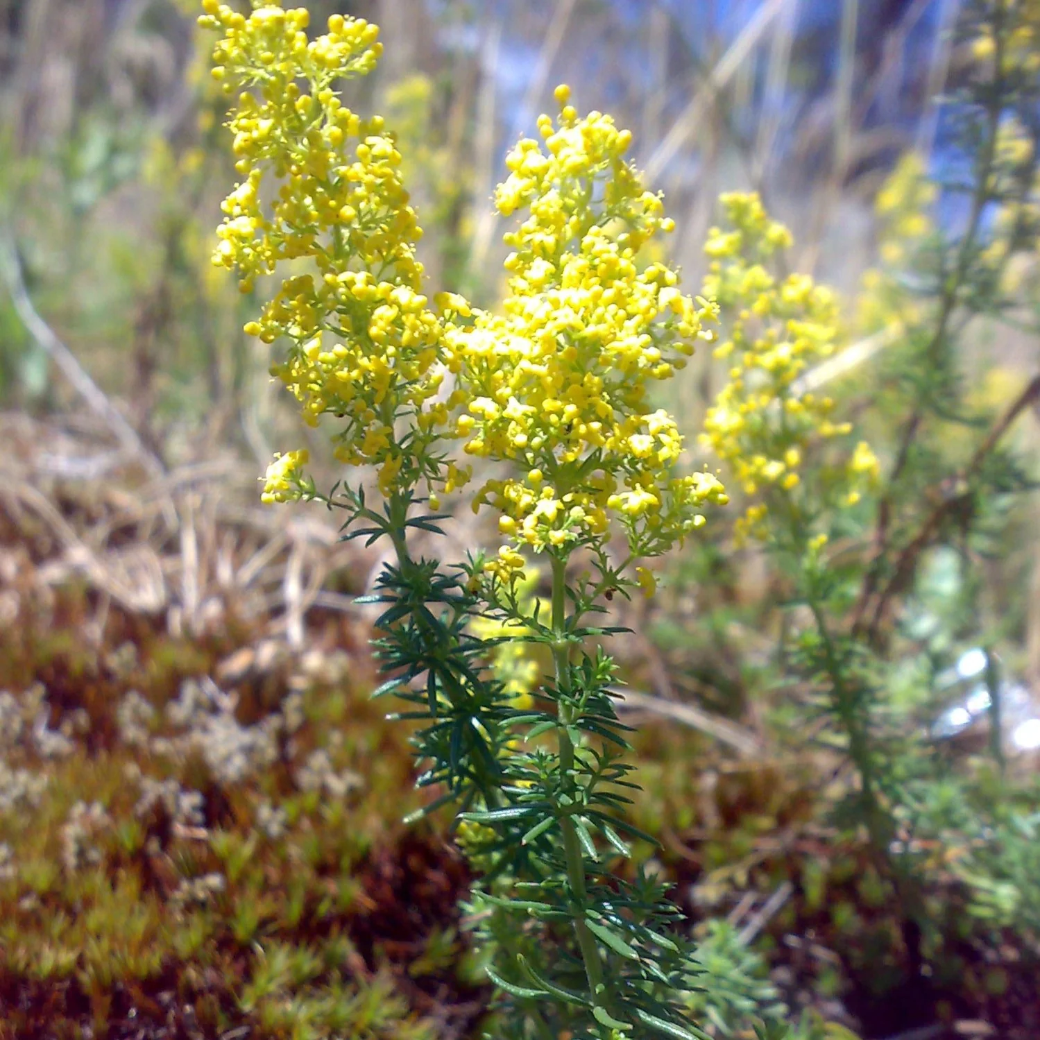 EchtesLabkraut_Galiumverum_Bjoertvedt_Wikipedia_1024x1024@2x